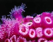  ʺʿ