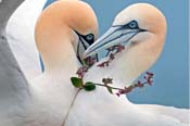 еѰʢط ڴ۵Ĺ